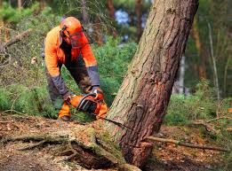 Toro Canyon, CA Tree Services Company