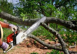 Best Stump Grinding and Removal  in Toro Nyon, CA