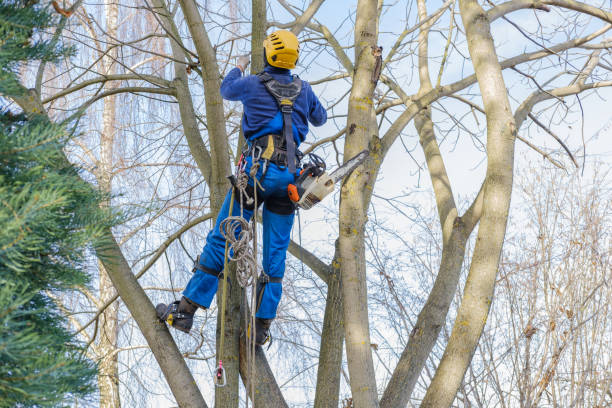 How Our Tree Care Process Works  in  Toro Canyon, CA