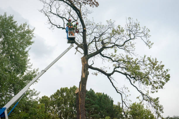 Best Tree Risk Assessment  in Toro Nyon, CA