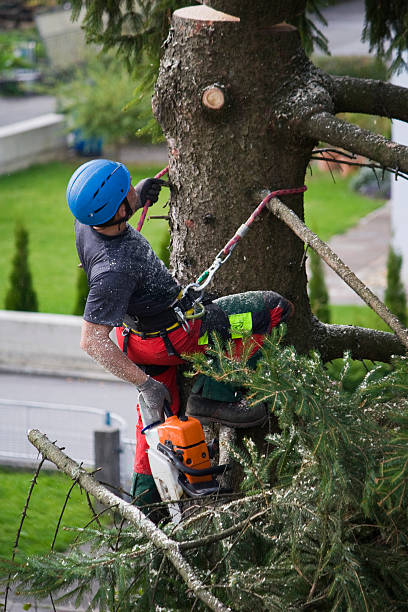 Best Commercial Tree Services  in Toro Nyon, CA