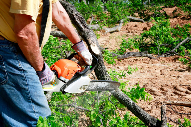 Best Tree and Shrub Care  in Toro Nyon, CA